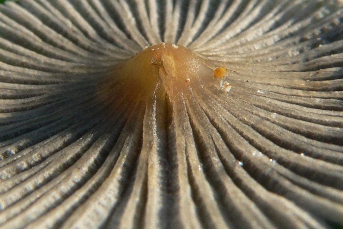 particolari